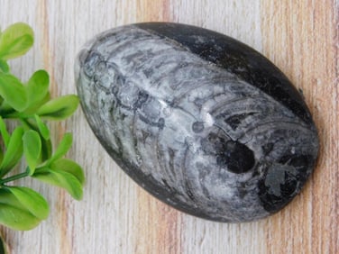 ORTHOCERAS ROCK STONE LAPIDARY SPECIMEN