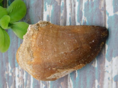 DINOSAUR TOOTH ROCK STONE LAPIDARY SPECIMEN