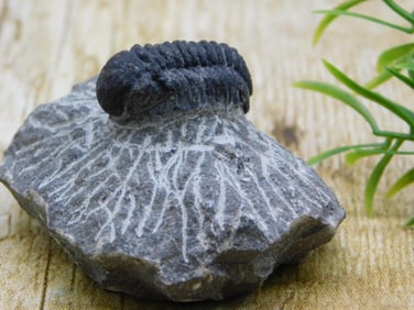 TRILOBITE FOSSIL ROCK STONE LAPIDARY SPECIMEN