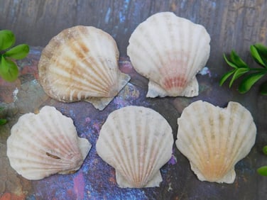 SCALLOP SHELLS ROCK STONE LAPIDARY SPECIMEN