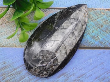 ORTHOCERAS ROCK STONE LAPIDARY SPECIMEN