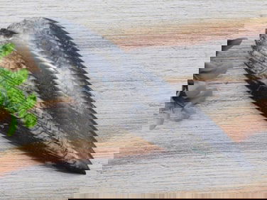 ORTHOCERAS ROCK STONE LAPIDARY SPECIMEN