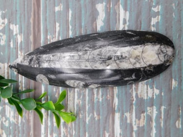 ORTHOCERAS ROCK STONE LAPIDARY SPECIMEN