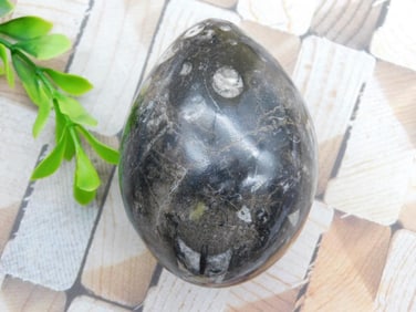 ORTHOCERAS EGG ROCK STONE LAPIDARY SPECIMEN