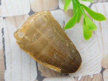 DINOSAUR TOOTH ROCK STONE LAPIDARY SPECIMEN