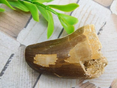 DINOSAUR TOOTH ROCK STONE LAPIDARY SPECIMEN