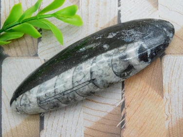 ORTHOCERAS ROCK STONE LAPIDARY SPECIMEN