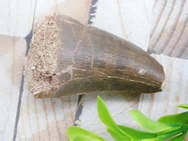 DINOSAUR TOOTH ROCK STONE LAPIDARY SPECIMEN