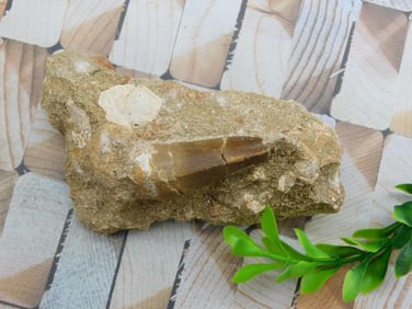 DINOSAUR TOOTH IN MATRIX ROCK STONE LAPIDARY SPECIMEN