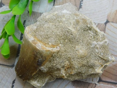 DINOSAUR TOOTH IN MATRIX ROCK STONE LAPIDARY SPECIMEN