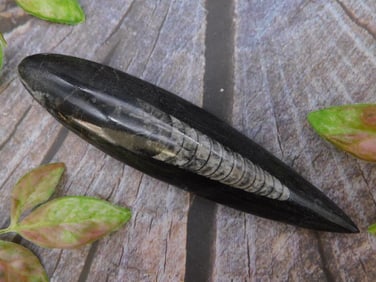 ORTHOCERAS ROCK STONE LAPIDARY SPECIMEN