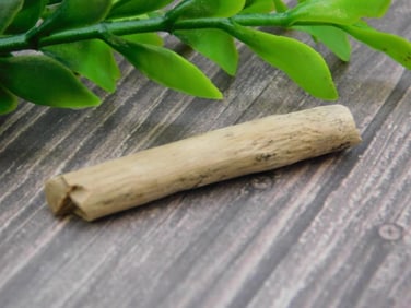 HADROSAUR TENDON FOSSIL ROCK STONE LAPIDARY SPECIMEN