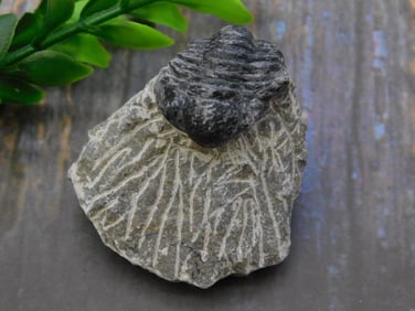 TRILOBITE FOSSIL ROCK STONE LAPIDARY SPECIMEN