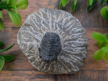 TRILOBITE FOSSIL ROCK STONE LAPIDARY SPECIMEN