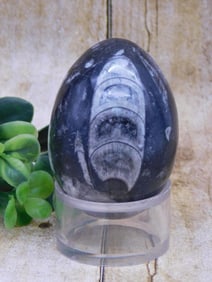 ORTHOCERAS EGG ROCK STONE LAPIDARY SPECIMEN