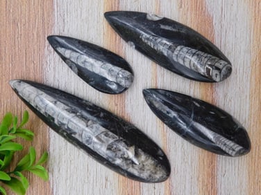 ORTHOCERAS ROCK STONE LAPIDARY SPECIMEN