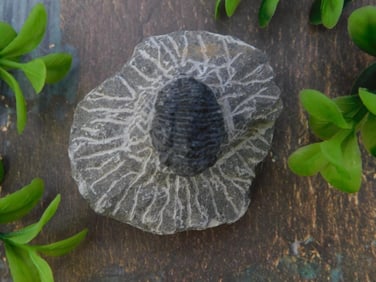 TRILOBITE FOSSIL ROCK STONE LAPIDARY SPECIMEN