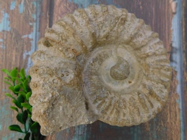 MOROCCAN FOSSIL