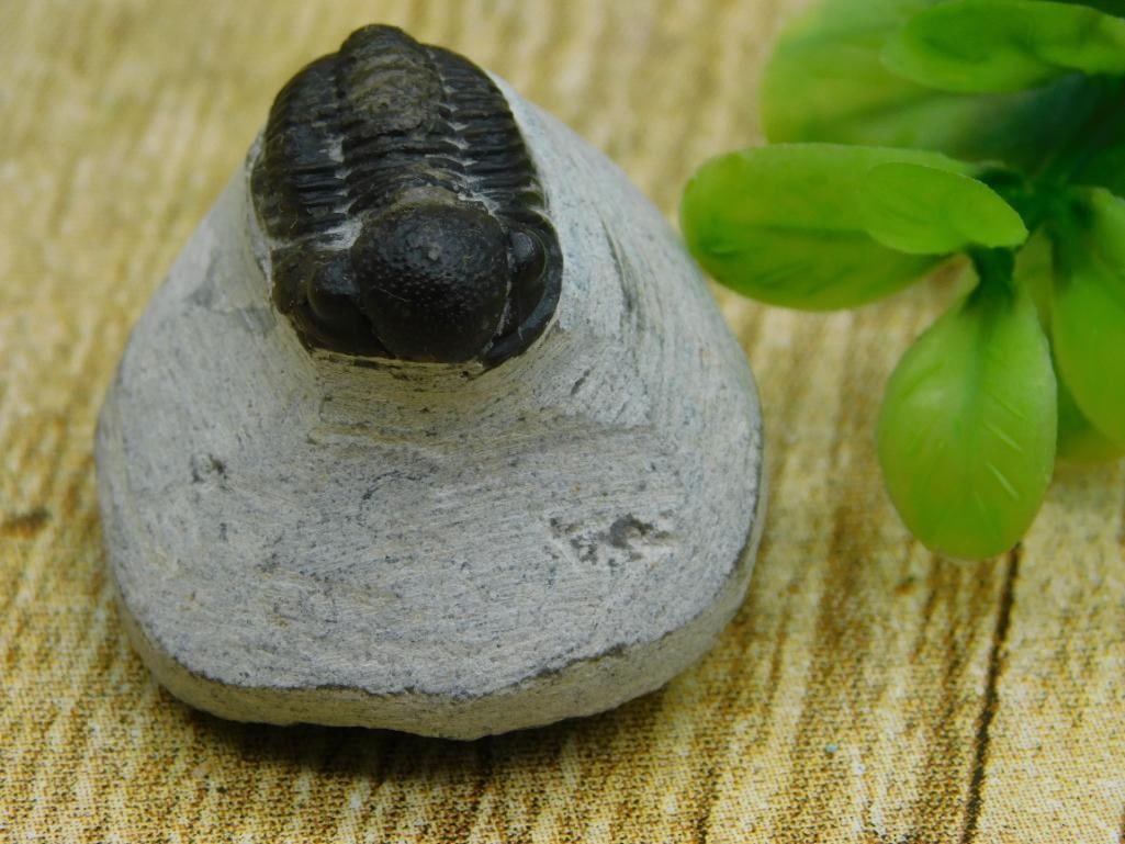 TRILOBITE FOSSIL ROCK STONE LAPIDARY SPECIMEN: TRILOBITE FOSSIL ROCK STONE LAPIDARY SPECIMEN