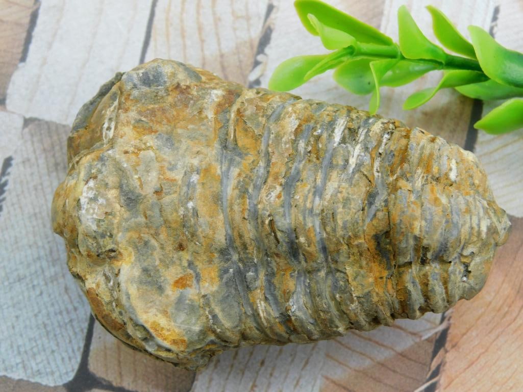TRILOBITE FOSSIL ROCK STONE LAPIDARY SPECIMEN: TRILOBITE FOSSIL ROCK STONE LAPIDARY SPECIMEN