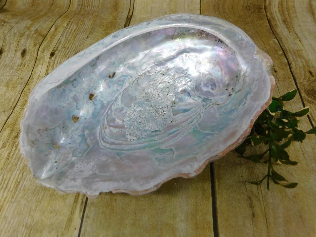 ABALONE SHELL: ABALONE SHELL
