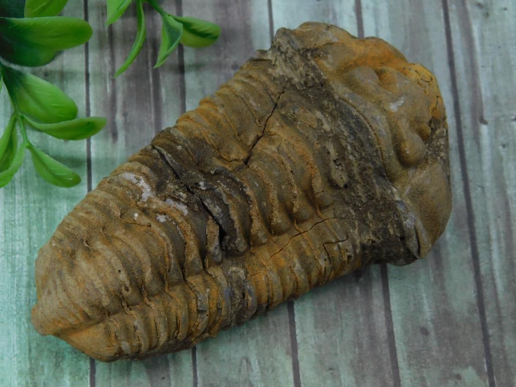 Fossilized Trilobite Specimen (1 of 2)