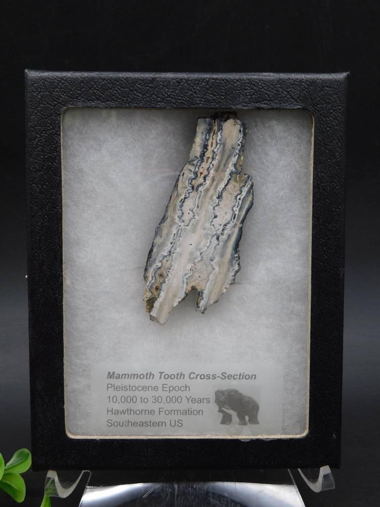 Mammoth Tooth Cross Section Fossil in Display Case: Mammoth Tooth Cross Section Fossil in Display Case