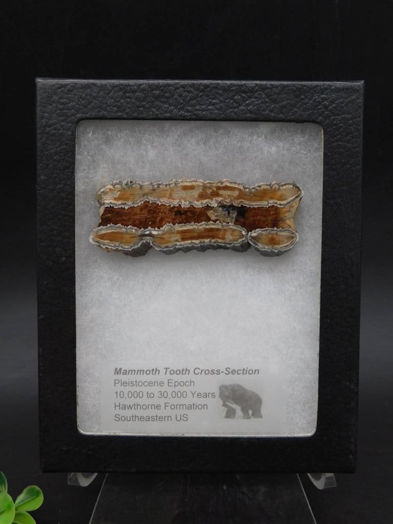 Mammoth Tooth Cross-Section Fossil in Display Case: Mammoth Tooth Cross-Section Fossil in Display Case