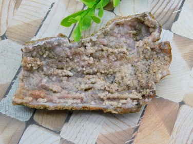 FOSSILIZED CORAL ROCK STONE LAPIDARY SPECIMEN