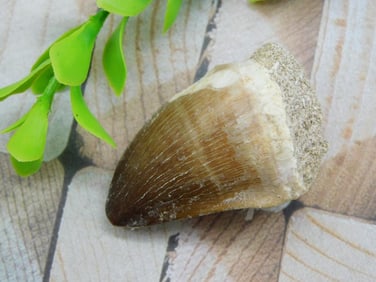 DINOSAUR TOOTH ROCK STONE LAPIDARY SPECIMEN