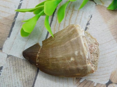 DINOSAUR TOOTH ROCK STONE LAPIDARY SPECIMEN