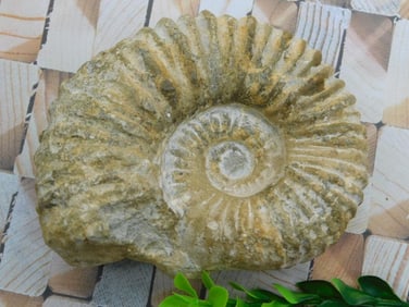 MOROCCAN FOSSIL