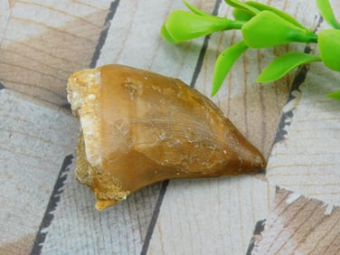 DINOSAUR TOOTH ROCK STONE LAPIDARY SPECIMEN