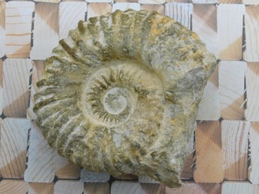 MOROCCAN FOSSIL