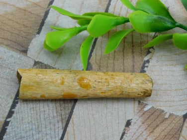 HADROSAUR TENDON FOSSIL ROCK STONE LAPIDARY SPECIMEN