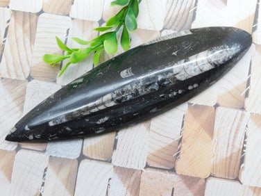 ORTHOCERAS ROCK STONE LAPIDARY SPECIMEN