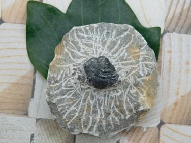 TRILOBITE FOSSIL ROCK STONE LAPIDARY SPECIMEN