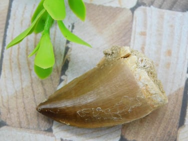 DINOSAUR TOOTH ROCK STONE LAPIDARY SPECIMEN