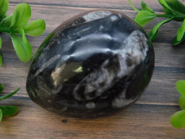 ORTHOCERAS EGG ROCK STONE LAPIDARY SPECIMEN