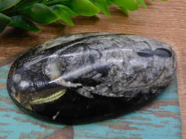 ORTHOCERAS ROCK STONE LAPIDARY SPECIMEN