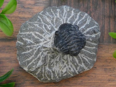 TRILOBITE FOSSIL ROCK STONE LAPIDARY SPECIMEN