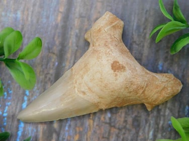 SHARK TOOTH ROCK STONE LAPIDARY SPECIMEN