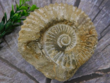 MOROCCAN FOSSIL