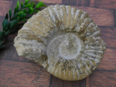 MOROCCAN FOSSIL