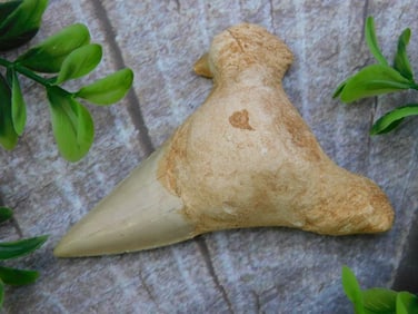 SHARK TOOTH ROCK STONE LAPIDARY SPECIMEN