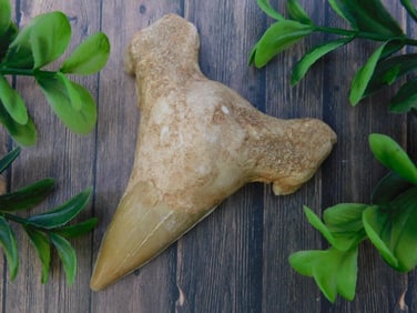 SHARK TOOTH ROCK STONE LAPIDARY SPECIMEN