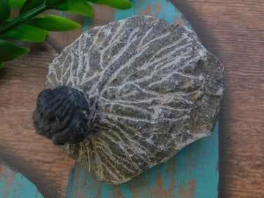 TRILOBITE FOSSIL ROCK STONE LAPIDARY SPECIMEN