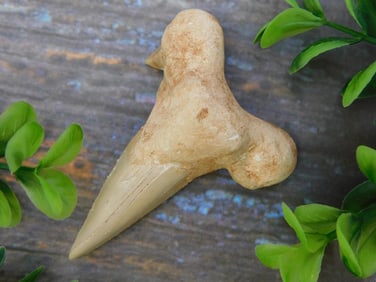 SHARK TOOTH ROCK STONE LAPIDARY SPECIMEN