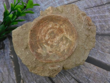 DINOSAUR BONE IN MATRIX ROCK STONE LAPIDARY SPECIMEN