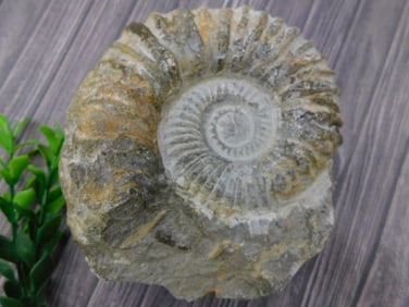 MOROCCAN FOSSIL